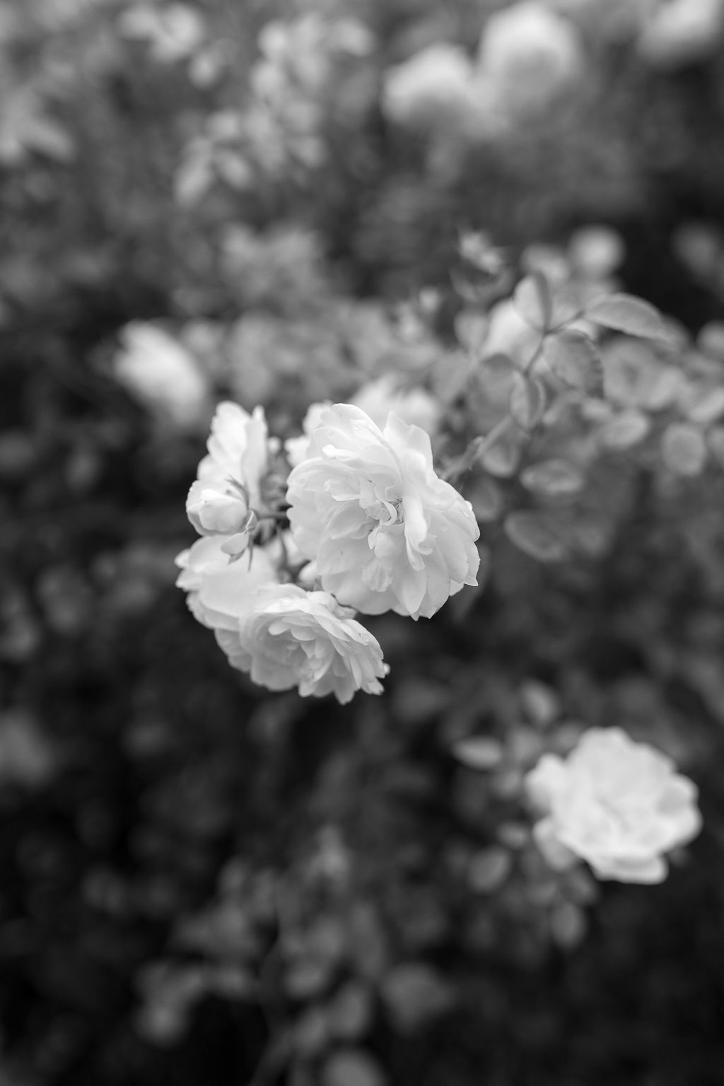 photographe-paris-mariage-luxe_1_resuug